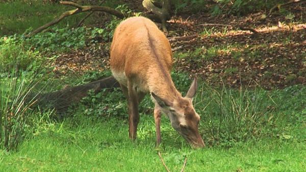 Was es im Wald zu entdecken gibt