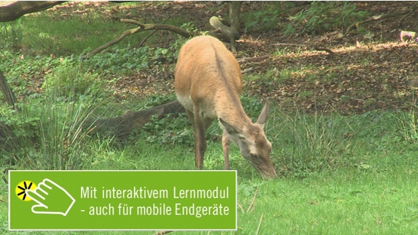 Was es im Wald zu entdecken gibt [Mit interaktivem Lernmodul]