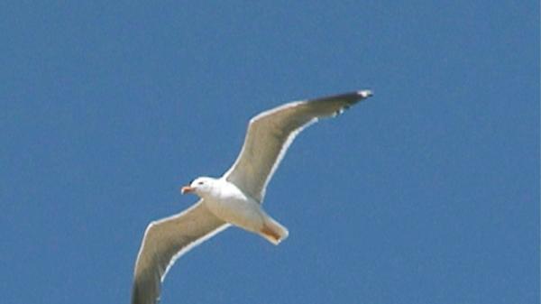 Wie die Vögel fliegen