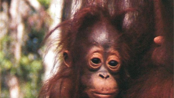 Orang-Utan - der „Waldmensch“