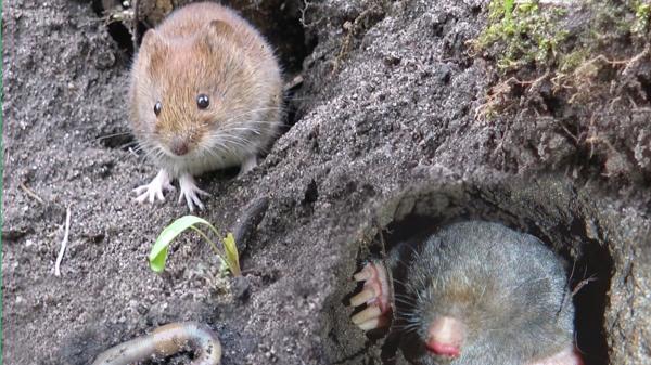 Tiere im Erdreich