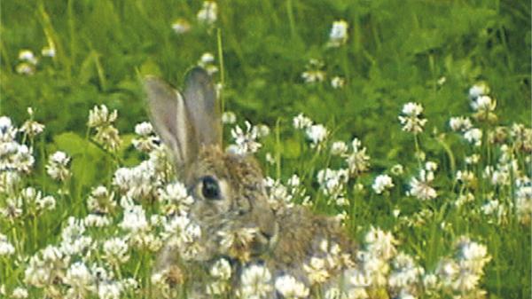 Tiere und Pflanzen in Feld und Flur