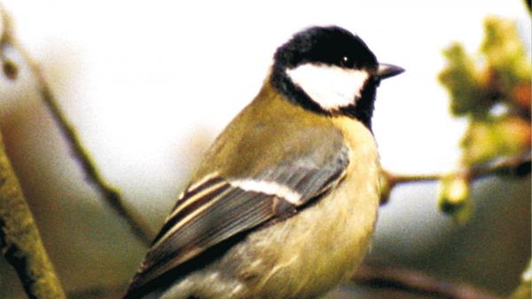 Unsere heimischen Singvögel