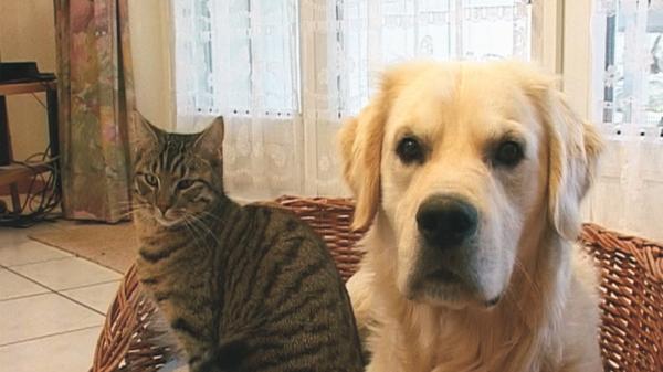 Hund und Katze